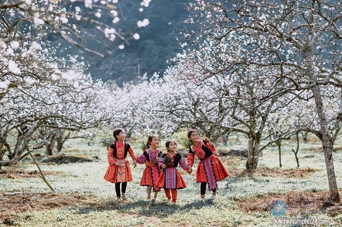 Moc Chau paradise of plum blossoms - Vietnam Travel Online